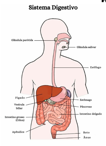 Página do material mostrando o sistema digestivo