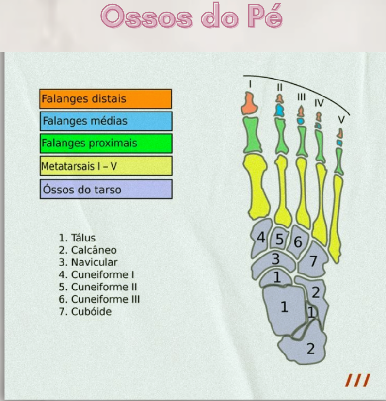 Página do material mostrando os ossos do pé