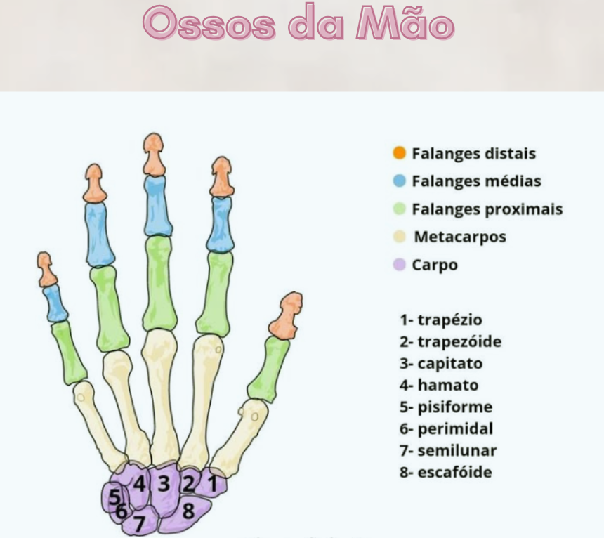 Página do material mostrando os ossos da mão