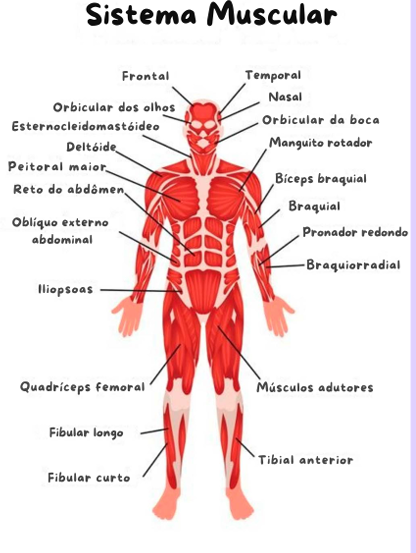 Página do material mostrando o sistema muscular completo